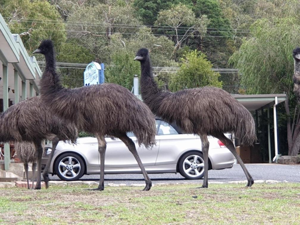 Halls Gap Motel Eksteriør bilde