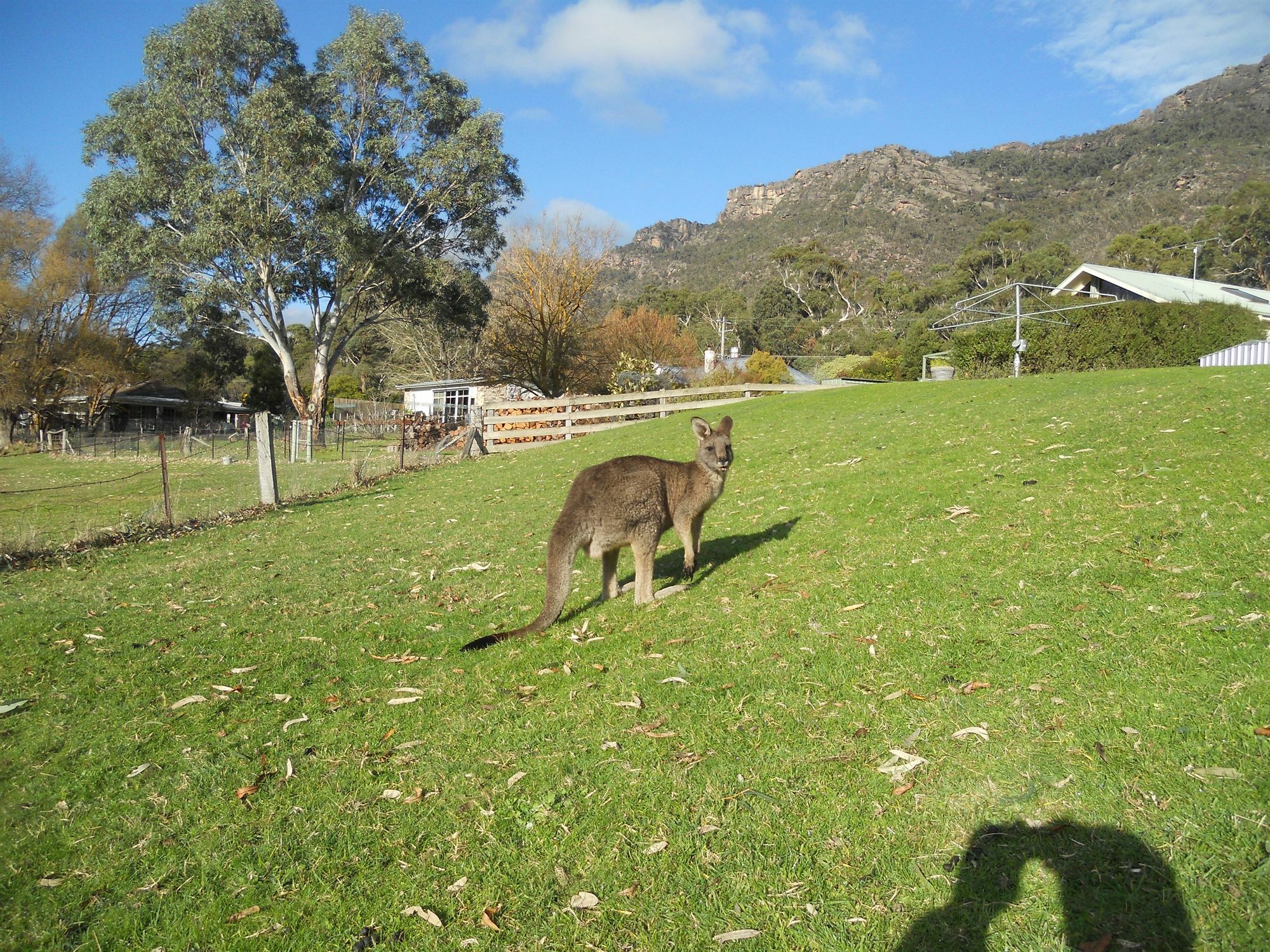 Halls Gap Motel Eksteriør bilde